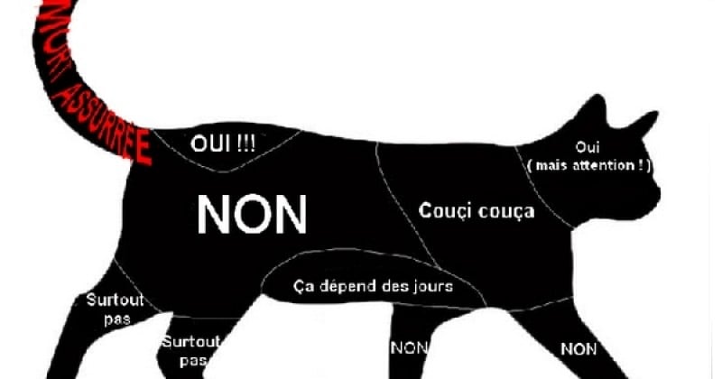 Comment caresser son chat sans finir avec un œil crevé et les bras en sang, d'après la science