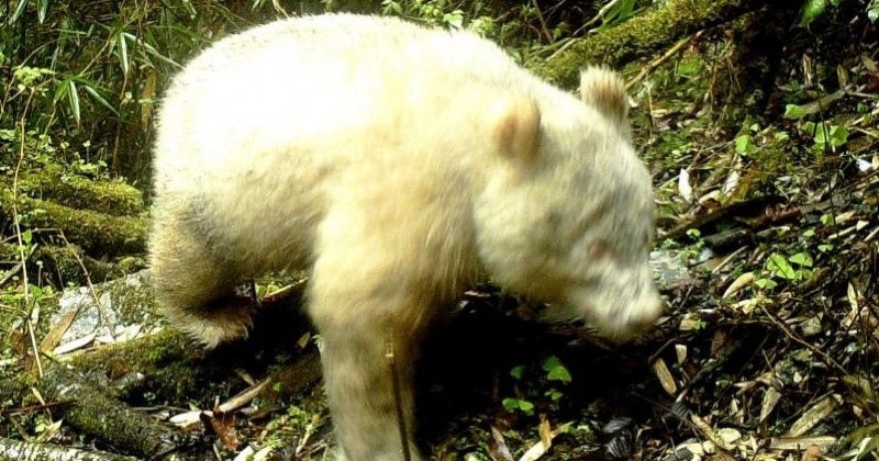 Pour la première fois, un panda géant albinos a été identifié en Chine 