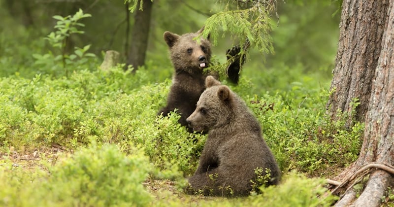 La population d'ours dans les Pyrénées atteint 76 individus en 2022