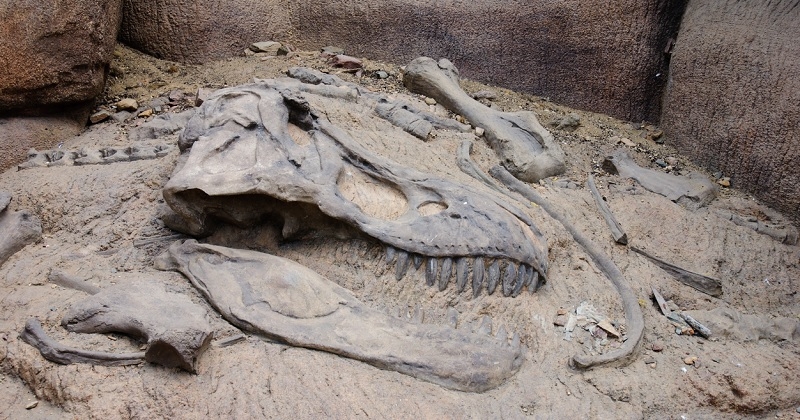 Sur la terrasse d'un restaurant, un client découvre l'empreinte d'un dinosaure de 100 millions d'années