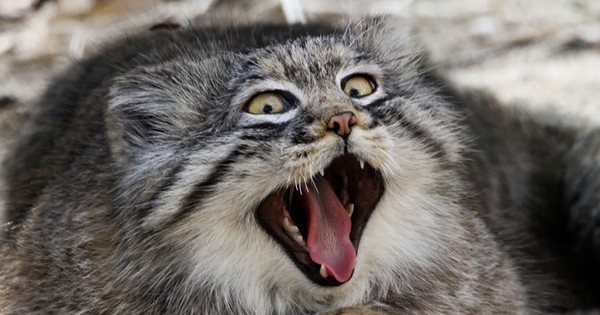 Voici 13 photos du Manul, une race de chats aussi étrange qu drôle ! La 4 est juste énorme !