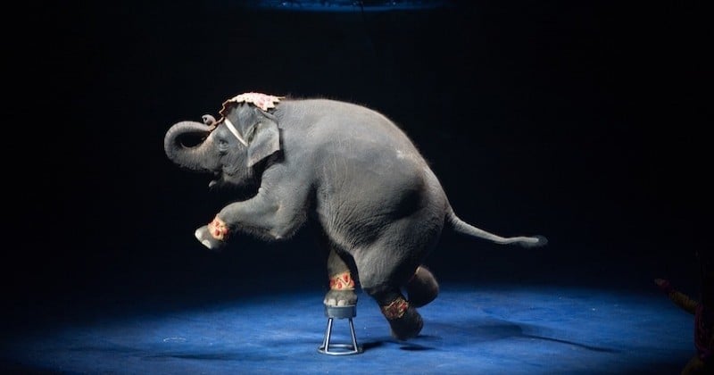 La ville de Lille favorable au retrait progressif des animaux sauvages dans les cirques