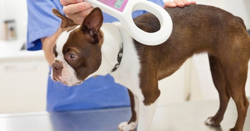 Vétérinaire, elle dévoile les 5 races de chiens qu'elle n'adoptera jamais et explique pourquoi