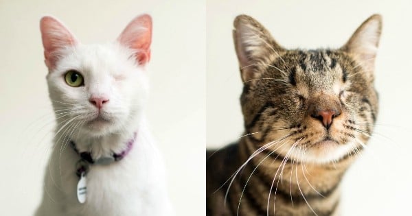 Elle photographie des chats aveugles pour les aider à être adoptés