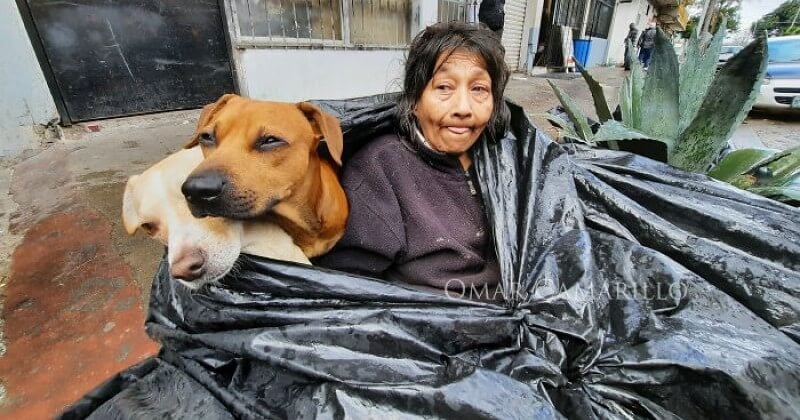 Une femme qui vit dans la rue depuis 8 ans a refusé de se rendre dans un refuge pour ne pas abandonner ses chiens
