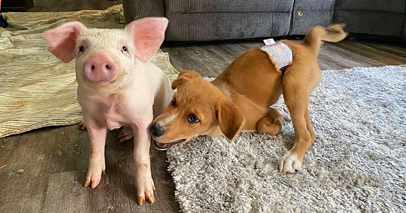 Cette cochonne abandonnée et ce chiot handicapé sont devenus les meilleurs amis du monde