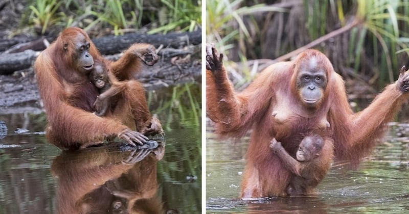 Un photographe immortalise un moment tendre et émouvant entre une mère orang-outan et son petit