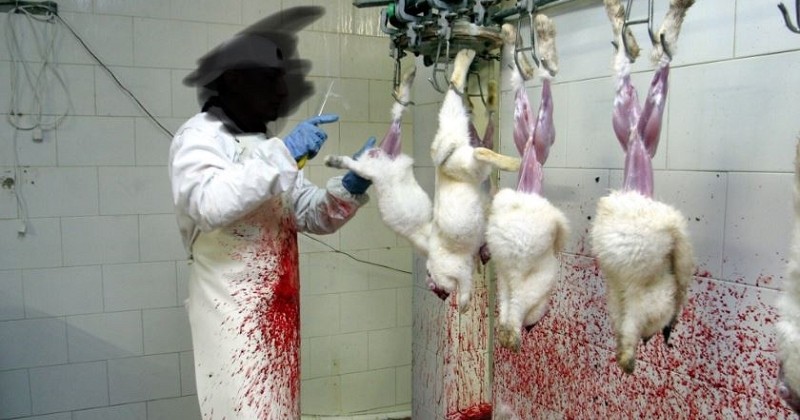 #MadeInViande : Des images choc diffusées sur les réseaux sociaux en marge d'une opération portes ouvertes organisée par la filière de la viande