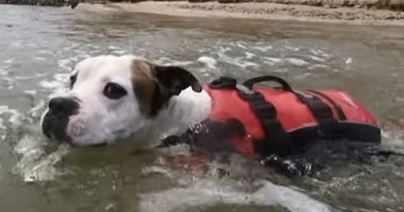 Piégé par la marée, un enfant a été secouru par un chien portant un gilet de sauvetage