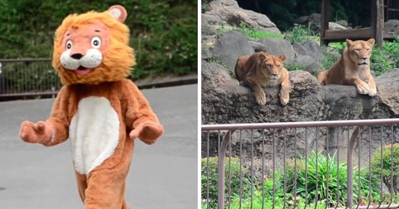 Un zoo japonais teste sa sécurité avec un homme déguisé en lion, sous le regard perplexe de vrais lions	