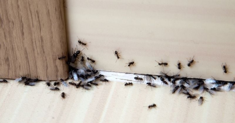 Voici 5 astuces naturelles pour se débarrasser des fourmis sans insecticides