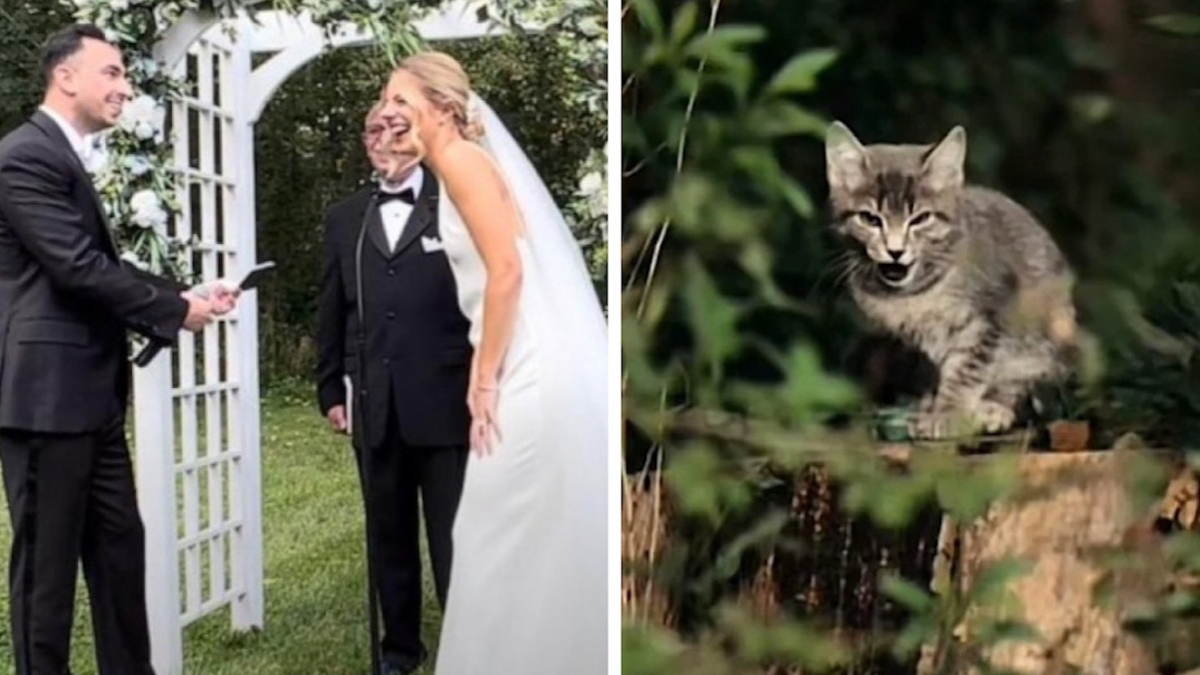 Des jeunes mariés adoptent un chaton qui a interrompu leur cérémonie de mariage de la plus mignonne des façons 