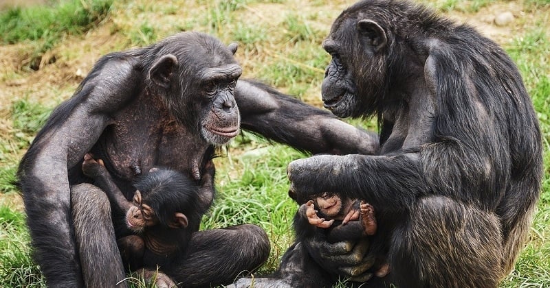 Les 390 « mots » utilisés par les chimpanzés pour communiquer décryptés par des chercheurs