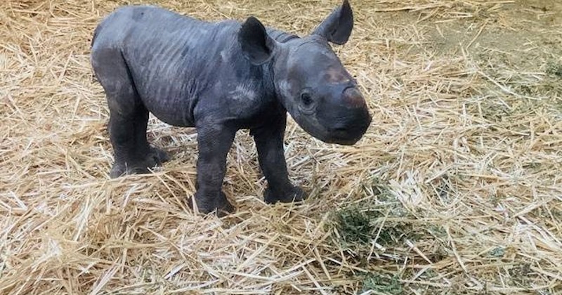 Le zoo du Bassin d'Arcachon vient de voir naître le premier rhinocéros noir en France