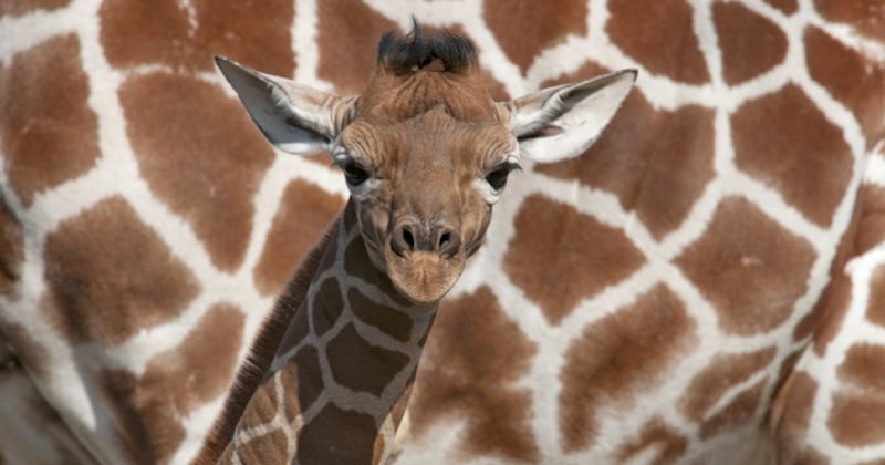 Kenya : une girafe masaï a donné naissance à des jumeaux, un événement particulièrement rare 