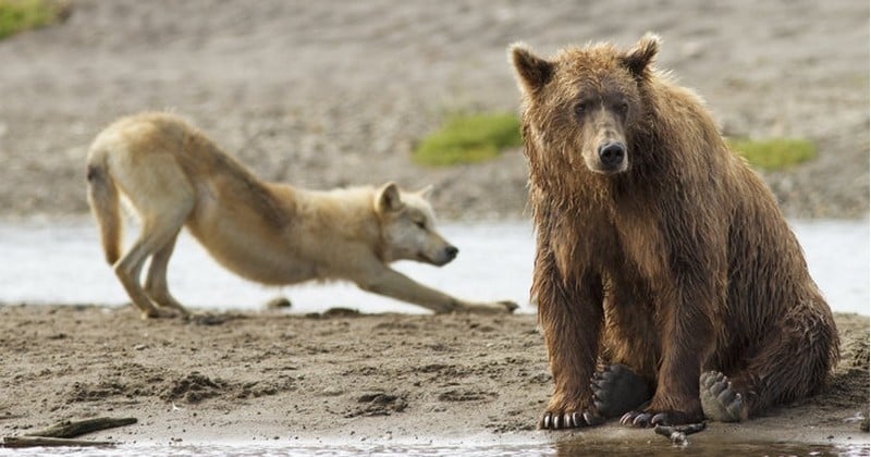 Aux États-Unis, les ours et les loups ainsi que leurs bébés pourront être abattus par hélicoptère en Alaska, suite à un vote du Sénat