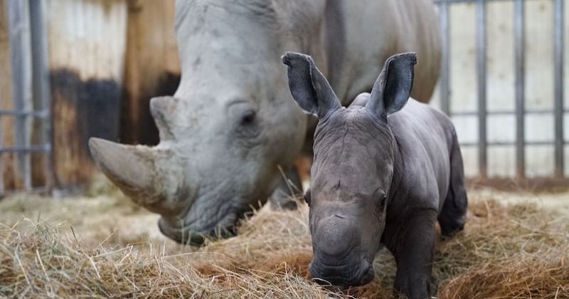Un adorable rhinocéros de 50 kg est né au Zoo d'Amnéville, une bonne nouvelle pour cette espèce « quasi menacée »