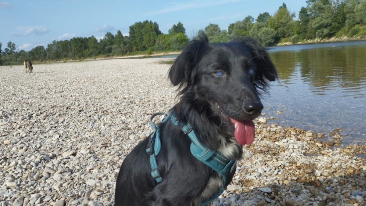 Voici Jazzy, un adorable chien handicapé qui cherche une famille après avoir été abandonné deux fois avant l'été