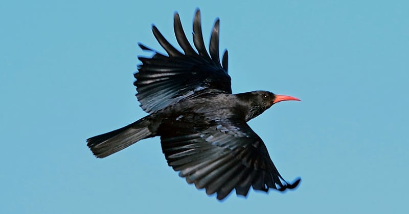 Pour la première fois depuis 1878, un crave à bec rouge a été observé sur le littoral normand