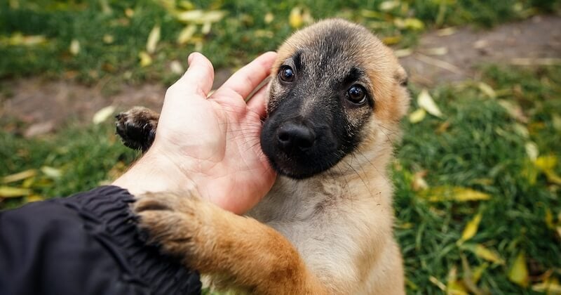 Inspirée de Tinder, une application de rencontres a été créée pour adopter des chiens