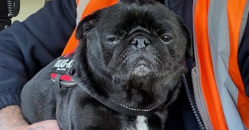 Un conducteur arrête son train pour sauver un petit chien perdu près des rails