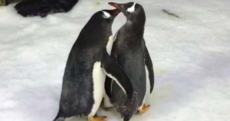 Un couple de pingouins mâles couve et élève un petit ensemble