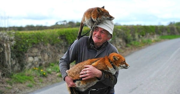 Cet homme a sauvé la vie de trois bébés renards, et ils n'ont plus jamais voulu le quitter !