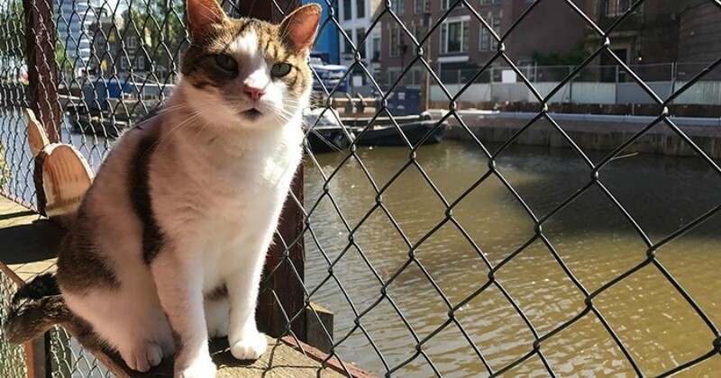 Ce refuge flottant pour chats est la meilleure attraction cachée d'Amsterdam