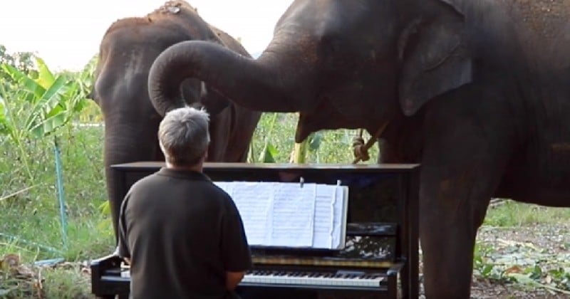 Un retraité joue des symphonies au piano pour les éléphants âgés, blessés ou handicapés