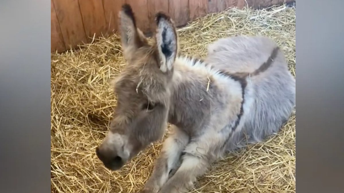 Andrea, l'ânesse sauvée de l'abattoir 