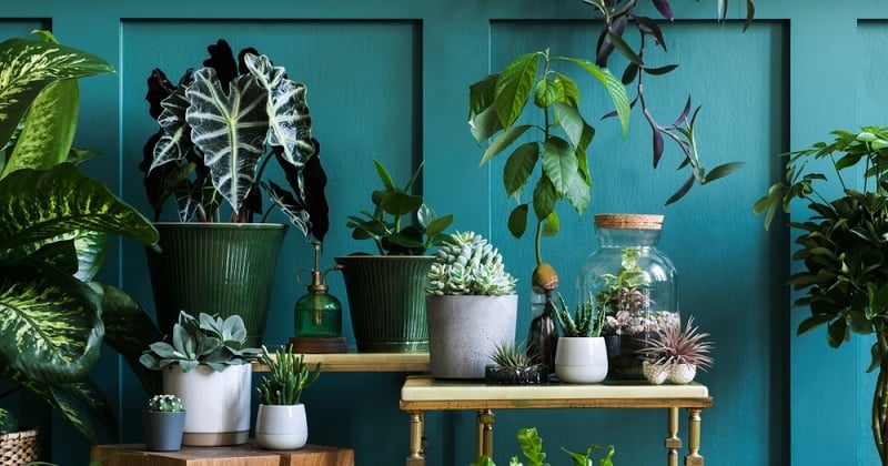 10 plantes qui absorbent l'humidité à installer chez soi