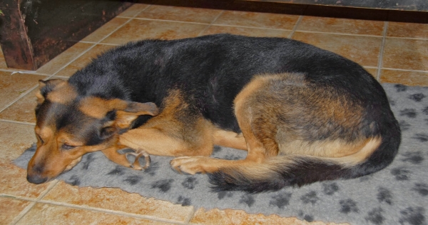 Pour une raison particulière, ce chien se rend chez son voisin tous les jours. Vous allez vite comprendre pourquoi…