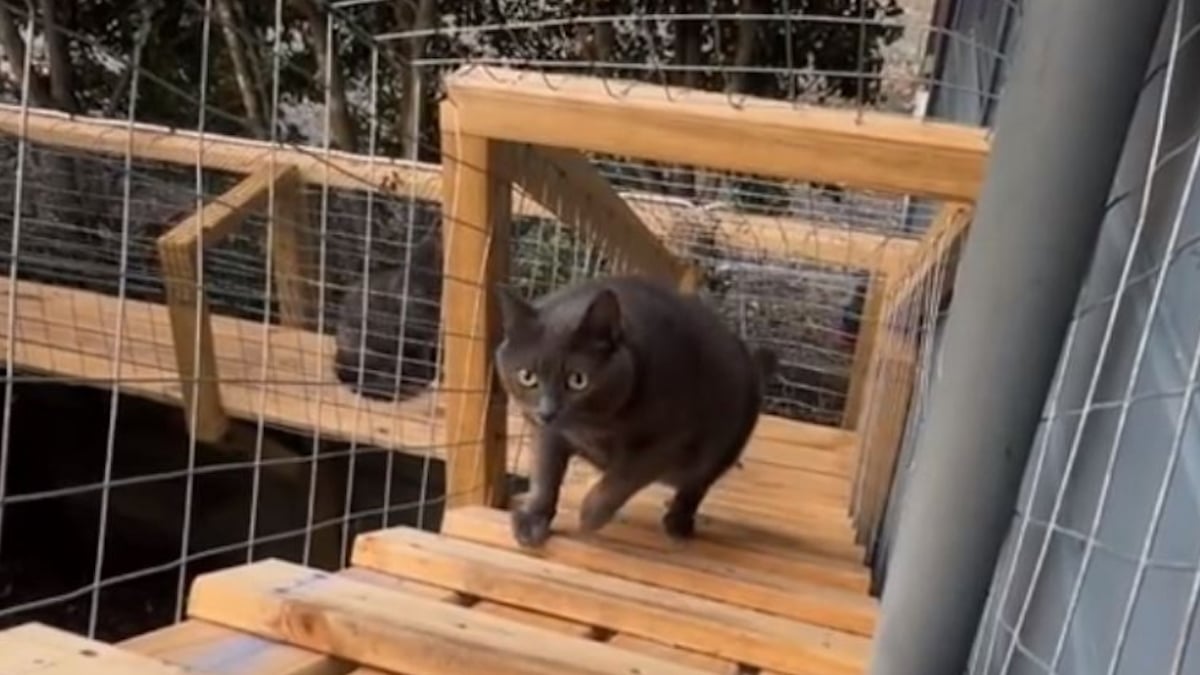 Cette Australienne a construit un magnifique enclos extérieur pour ses 11 chats, le résultat est impressionnant 
