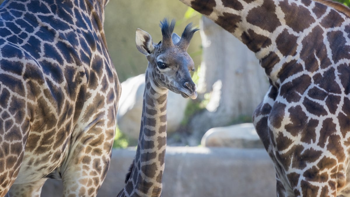 Un bébé girafe meurt après avoir été «surpris» par l'un de ses congénères dans un zoo