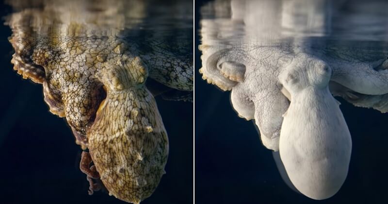 Vidéo : en plein rêve, cette pieuvre change de couleur et passe en mode camouflage pendant son sommeil