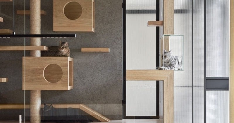 Cet espace de jeu pour chats en verre et en bois s'intègre parfaitement à la décoration de votre maison