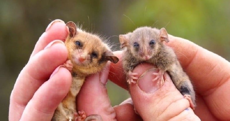 En Australie, des opossums pygmées ont été retrouvés alors qu'on les croyait disparus depuis les incendies 