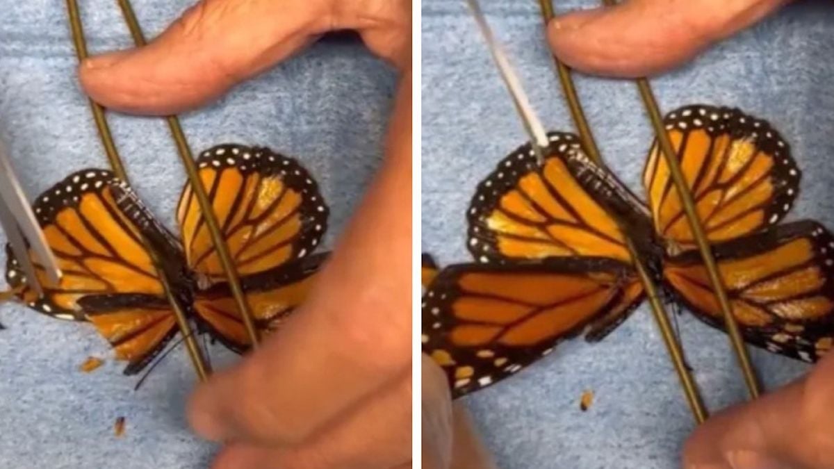 Ce papillon Monarque qui ne pouvait plus voler est sauvé grâce à une greffe d'aile, la vidéo incroyable fait le buzz