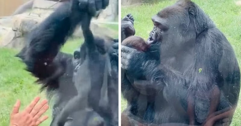 Dans un zoo, une femelle gorille soulève son nouveau-né dans les airs pour le présenter aux visiteurs 