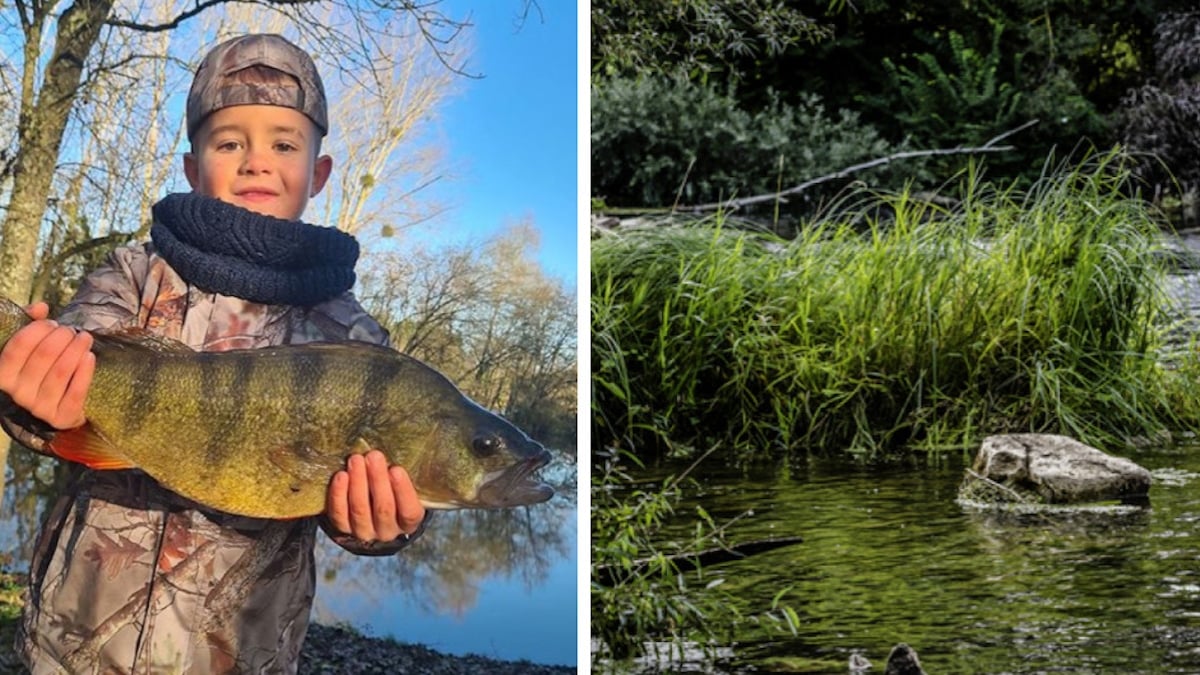 À seulement huit ans, il pêche une perche de 50 cm