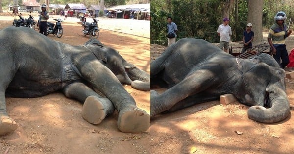 Au Cambodge, un éléphant tombe et meurt épuisé sous la chaleur après avoir porté des touristes !