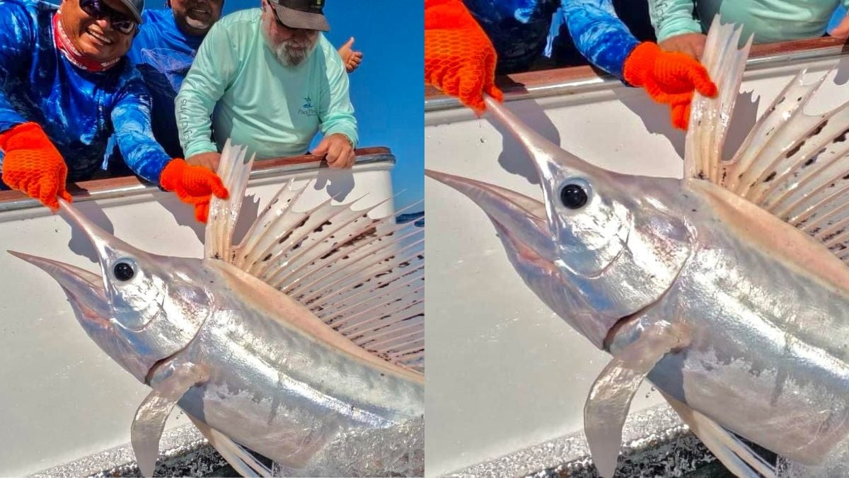 « Un sur un million » : un rarissime poisson blanc capturé par des pêcheurs au large du Guatemala