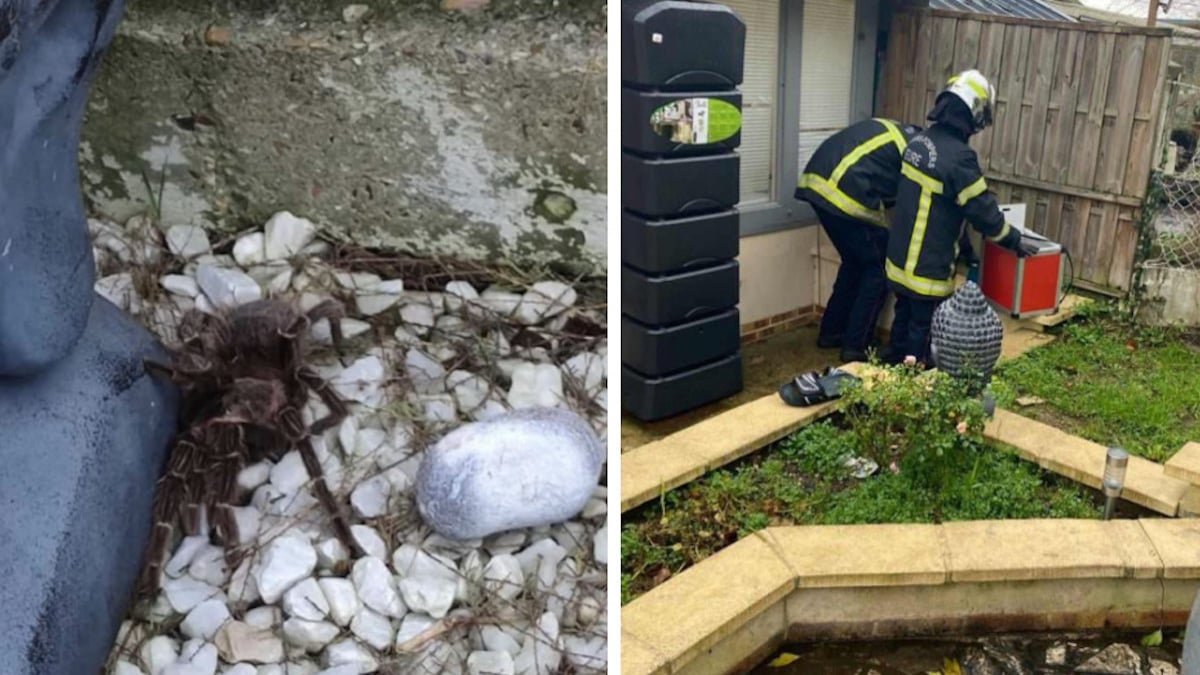 Cet homme fait une découverte terrifiante dans son jardin, les pompiers interviennent