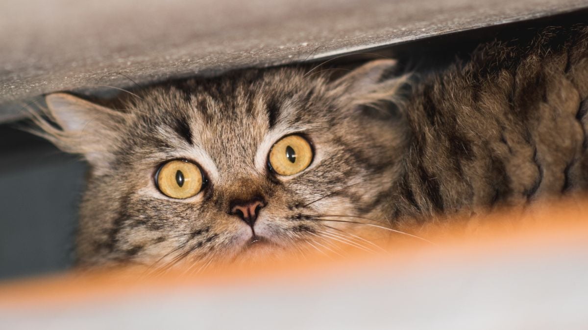 Psychose dans le Var après l'enlèvement d'une vingtaine de chats, retrouvés drogués, torturés et scalpés
