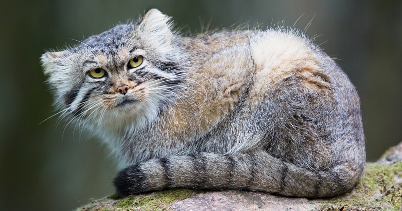 Ces deux chats extrêmement rares vivent au sommet du mont Everest, à 5000 mètres d'altitude