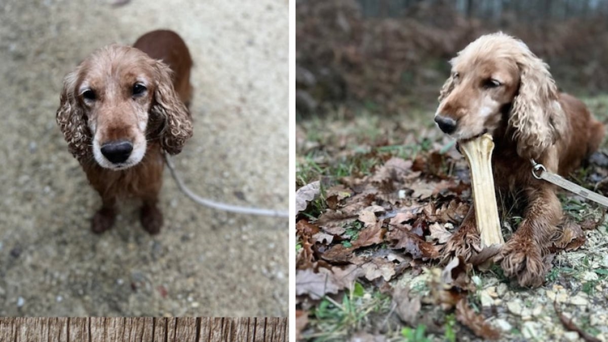 Ce chien, abandonné car il aimait trop sa maîtresse, attend sa deuxième chance dans un refuge