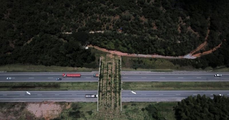 Ce pont avec de la végétation a été construit pour faciliter la traversée d'une espèce menacée de singes