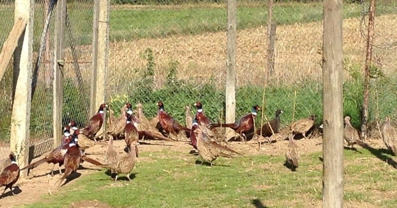 Une association dénonce l'élevage de gibiers destinés à la chasse à travers une enquête vidéo édifiante