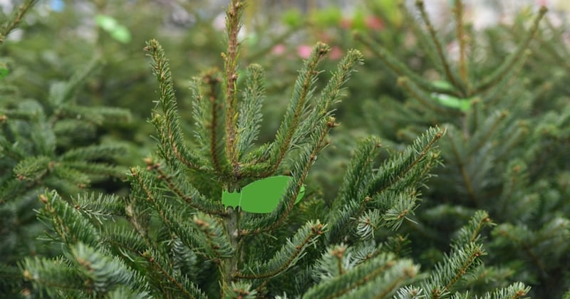 5 astuces pour recycler son sapin de Noël après les fêtes