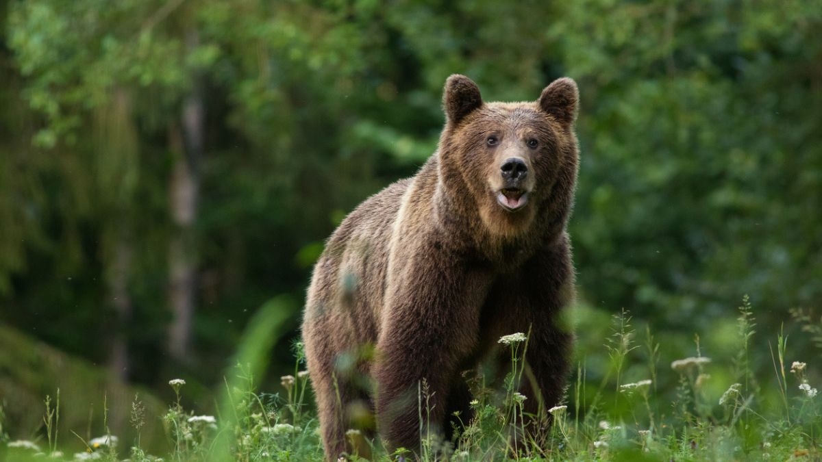 Cette maman ourse a cambriolé 21 maisons en 1 an et semait la terreur chez les habitants